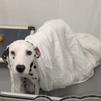 Thumbnail photo of  Coco #3