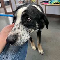 Thumbnail photo of Xavier #1