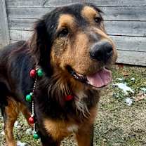 Thumbnail photo of Brutus #1