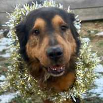 Thumbnail photo of Brutus #2