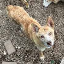 Thumbnail photo of Jara #2