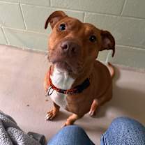 Thumbnail photo of Ari (In Foster) #1