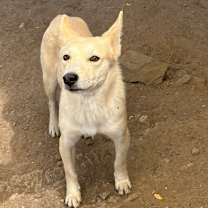 Thumbnail photo of Monkey #4