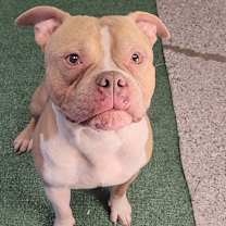 Thumbnail photo of Honeybuns #2