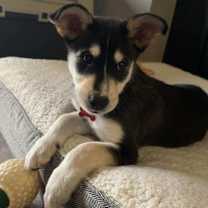 Thumbnail photo of Kit Kat - Adoption Pending #4