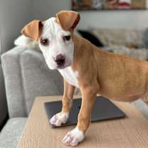 Thumbnail photo of Remy #1