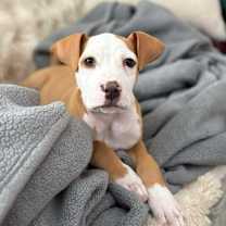 Thumbnail photo of Remy #2