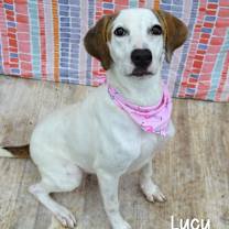 Thumbnail photo of Lucy #1