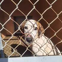 Thumbnail photo of Lucy #2