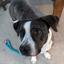 Thumbnail photo of Bella #3