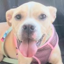 Thumbnail photo of Brookie Needs a foster or adopter #3