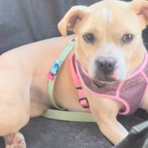 Thumbnail photo of Brookie Needs a foster or adopter #4