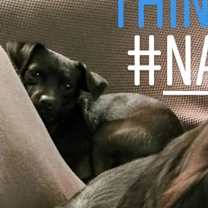 Thumbnail photo of JoJo #2