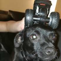 Thumbnail photo of JoJo #4