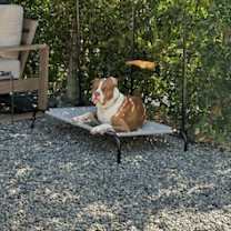 Thumbnail photo of Moose #2