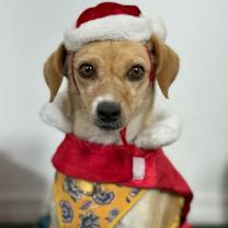 Thumbnail photo of Blossom #1