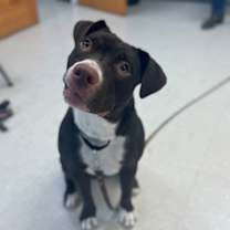 Thumbnail photo of Izzy #1