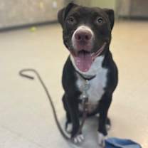 Thumbnail photo of Izzy #2