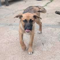 Thumbnail photo of Aggie, tomasita and payasita #2