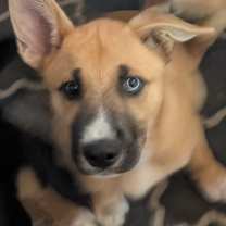 Thumbnail photo of Aggie, tomasita and payasita #4