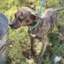 Thumbnail photo of Sylvia #2