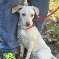 Thumbnail photo of Salsa #1