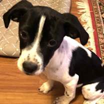 Thumbnail photo of Hook #1