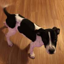 Thumbnail photo of Hook #4