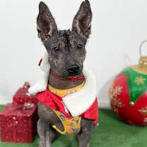 Thumbnail photo of Xola #4