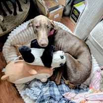 Thumbnail photo of Khaleesi #2