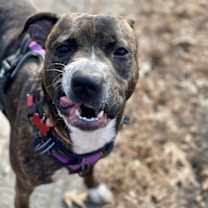 Thumbnail photo of River #4