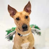 Thumbnail photo of Pharaoh #1