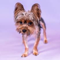 Thumbnail photo of Mickey #1