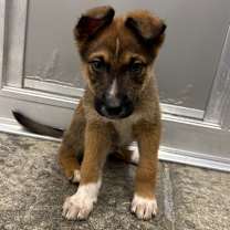 Thumbnail photo of Bissell #1