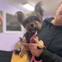 Thumbnail photo of Mickey #4