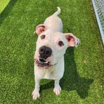 Thumbnail photo of Specter #3