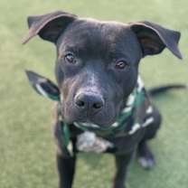 Thumbnail photo of Dobby #4