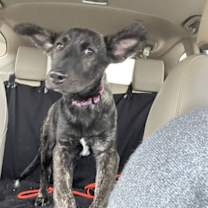 Thumbnail photo of Gingerbread #2