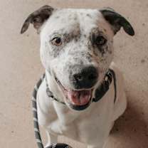 Thumbnail photo of Tom #4