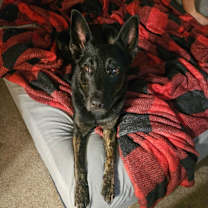 Thumbnail photo of Zeus - 6 Week Training Grad #2