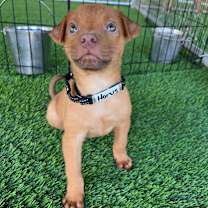 Thumbnail photo of Horus #2