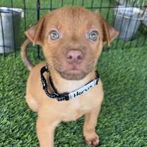 Thumbnail photo of Horus #3