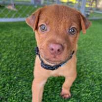 Thumbnail photo of Horus #1