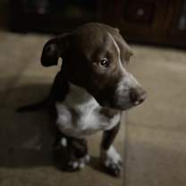 Thumbnail photo of Briggs #4