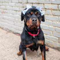 Thumbnail photo of Beverly #3