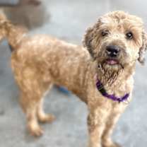 Thumbnail photo of Cheeto #1