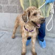 Thumbnail photo of Cheeto #4