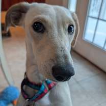 Thumbnail photo of Coquito #1