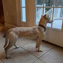 Thumbnail photo of Coquito #2