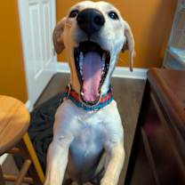 Thumbnail photo of Coquito #3